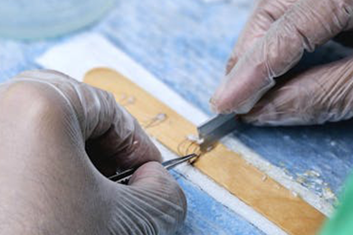 High Graft Survival Standards